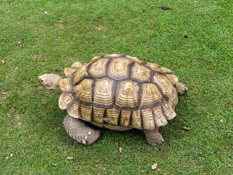 african-spurred-tortoise-08