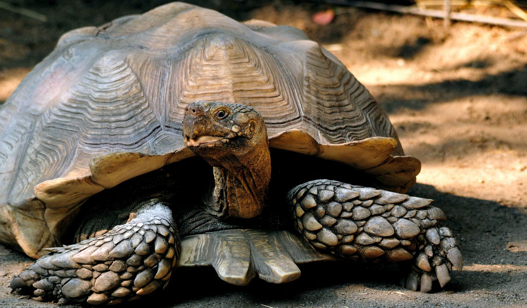 african-spurred-tortoise-1